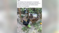 2 stolen chickens returned to San Jose farm, police still investigating