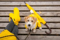 Cómo proteger a tu perro en temporada de lluvias