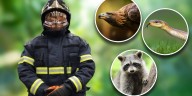 Bomberos de la CDMX se capacitarán en rescate y manejo de animales silvestres