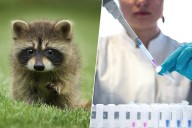 Un 'Arca de Noé' a -196 °C en Barcelona: el lugar donde se almacenan decenas de células animales por si hay un gran desastre