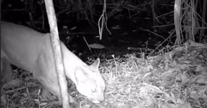 Autoridades en Itagüí registraron por primera vez la presencia de un puma en zona protegid