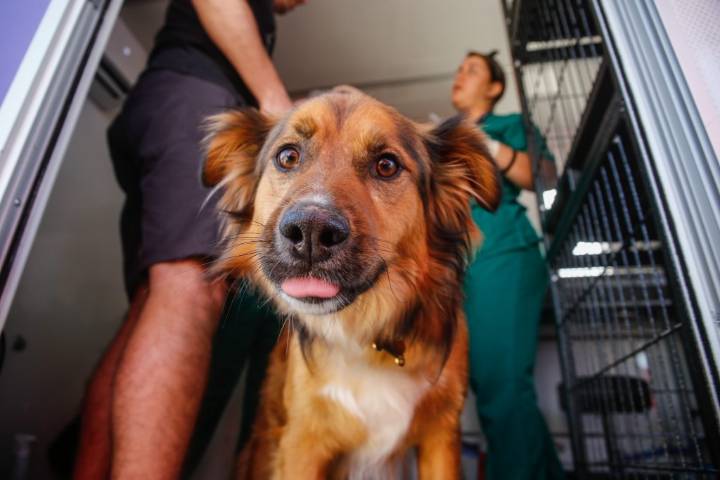 GuauFest: Comienza la venta de entradas al primer parque de diversiones para perros en Chile