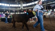 First-ever Highland cattle show draws crowds at the Iowa State Fair