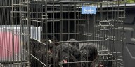 Ky. sheriff looking for people who abandoned 10 dogs