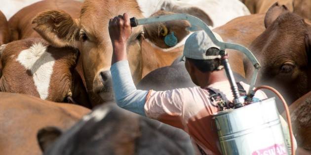 México y EU acuerdan plan binacional contra el gusano barrenador