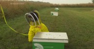 Former K-9 Maple has been busy as a bee sniffing out threats to Michigan State University colonies