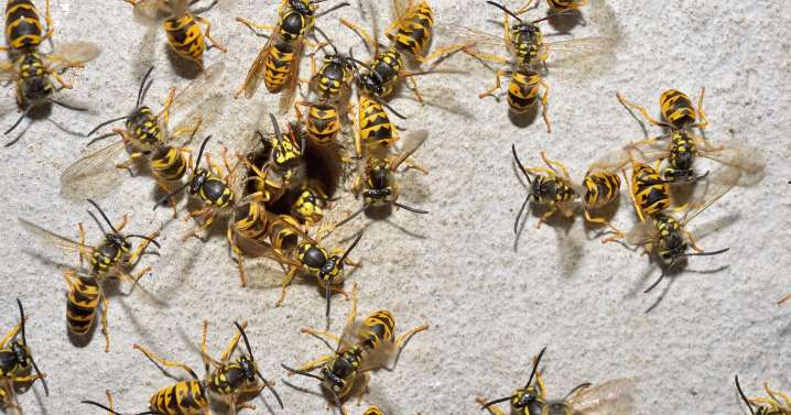 Drunk, angry, jobless German wasps with 'nothing to do' invade UK and attack Brits