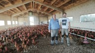Relevo en Santa Eulalia de Oscos: una ganadería mixta bovina y avícola se convierte en una de las primeras que reciben la ayuda de sucesión