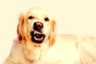 Silly pup is startled when he sees his teeth for the first time (video)
