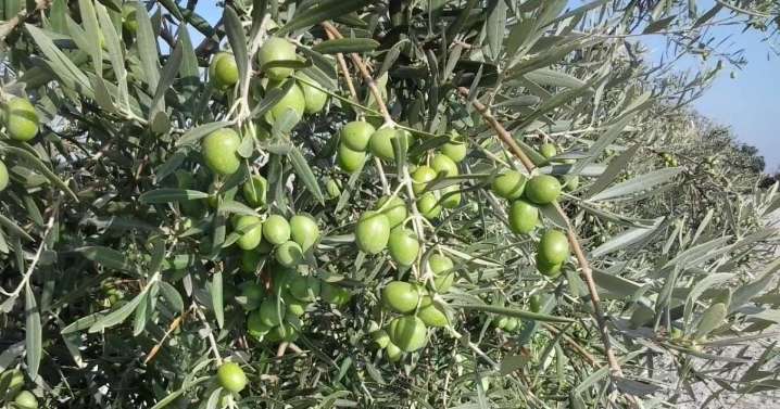Aceitunas que pierden valor por falta de mano de obra: «Se fomenta el abandono del campo»