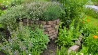 Plant This Easy-To-Grow Herb In August For A Flavorful Harvest Before The First Freeze