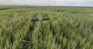 Crece el trigo en Patagonia Norte: ensayos arrojaron hasta 9.000 kilos por hectárea
