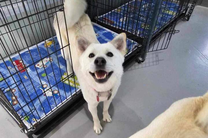 Dog Rescued From Meat Market Travels Over 5,000 Miles to Meet New Family