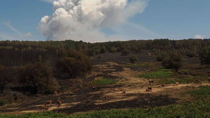 Las emisiones de carbono provocadas por los incendios de la primera quincena de agosto en España alcanzan su cifra más alta en 23 años