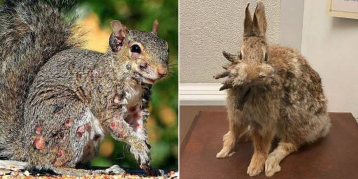 De tentáculos en conejos a verrugas en ardillas: la expansión de los “animales zombis” preocupa a los expertos