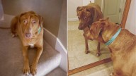 Kansas Family Took In A Rescue Dog, Only To Realize Something ‘Odd’ About Her Appearance