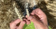 New wheat hybrids are on the horizon and Kansas farmers are among the first to test them