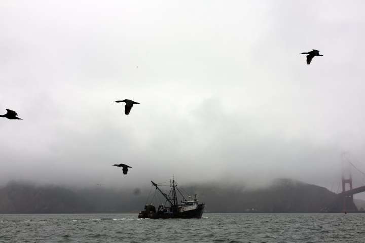 Researchers investigate: Can boats and whales share the SF Bay?