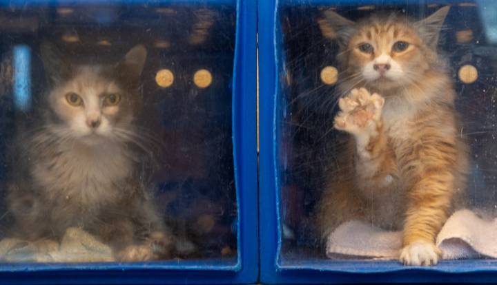 Union says San Jose animal shelter needs new leader to ‘reset the culture’