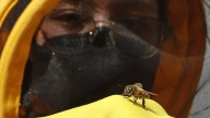 Científicos crean superalimento para abejas para protegerlas de la crisis climática