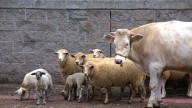 Refuerza Agricultura acción por rabia paralítica en bovinos en Zacatecas