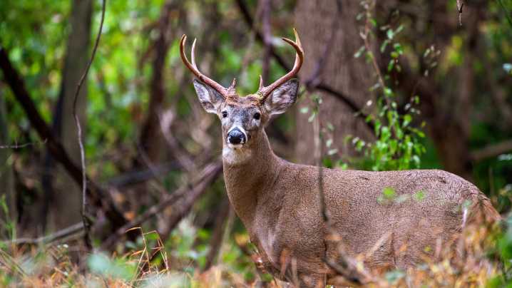 Michigan deer expert to lead seminar in Portland on Sept. 23