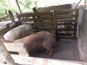 En Llano Adentro están preocupados por criaderos de cochinos