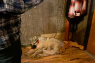 The wolf-killing and abuse case that could change Wyoming (Opinion)