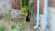 Injured Pup Found On Missouri Street Gazes At Rescuers With A Silent Plea For Help