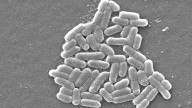 E.coli found in the Rio Grande near Isleta Pueblo
