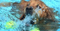 This week it's raining cats and dogs (and events!) in Billings