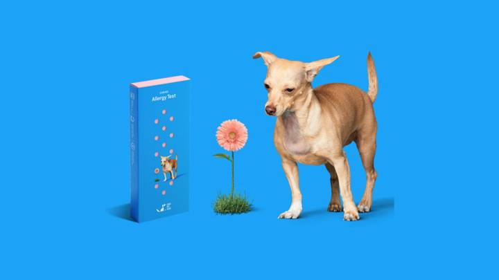 Does your dog have allergies? Find out with an at