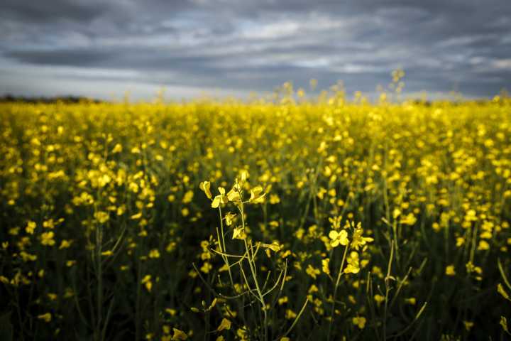 China announces 75.8 per cent tariffs on Canadian canola