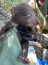 Meet Santa Monica Mountains’ first black bear family in decades