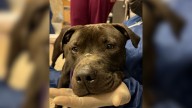 Pup From Pennsylvania Who Endured On His Own For So Long Melted In His Rescuer’s Arms After Being Saved