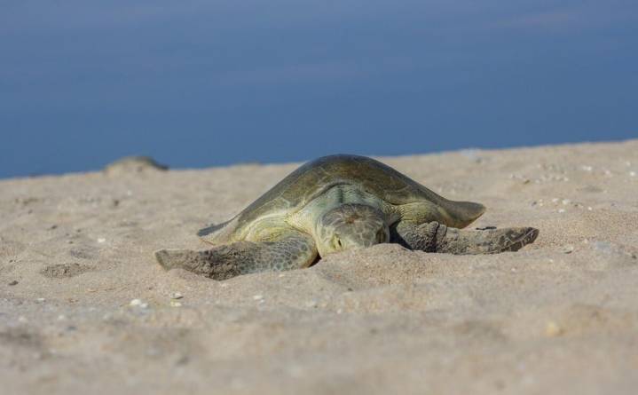 Desovaron más de 314 mil huevos; nuevo récord de Tamaulipas en liberación de crías de tortuga ...