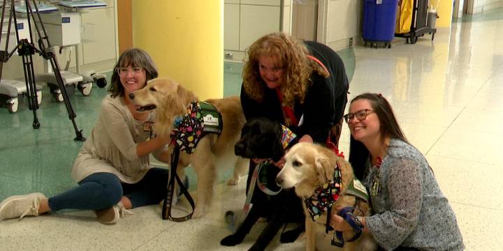 Therapy dogs’ birthday celebrated at children’s hospital