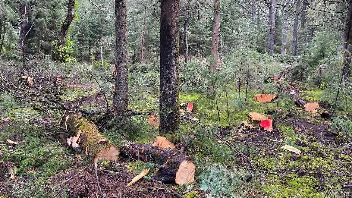 Edomex refuerza combate a tala ilegal con plan de restauración forestal