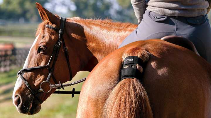 Garmin Blaze is new wearable tech sensor for horses