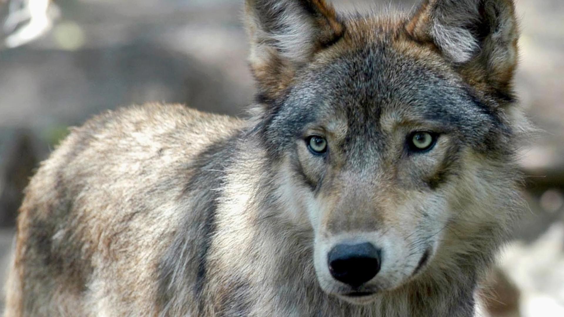 Biologists are using drones to keep wolves away from livestock