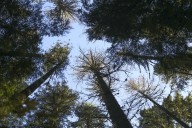 When heat and drought stress trees, the consequences can be tragic