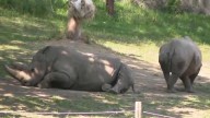 Watch: How the Henry Doorly Zoo's nutritional science team helps animals
