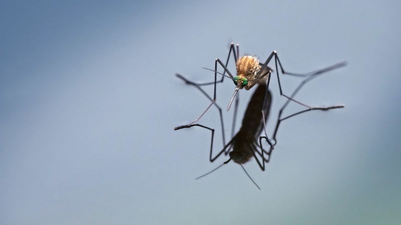 Mosquitoes bite! 5 tips for making yourself less attractive to them