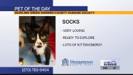 Pet of the Day: Socks