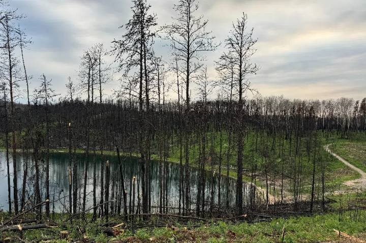 Tree planting program helping restore Narrow Hills Provincial Park after wildfire