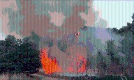 Five fires in three days at London park 'may have been started deliberately'