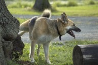 Police Charge Owner of Neighborhood Nuisance Dog After Months of Complaints
