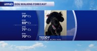 Your August 20 dog walking forecast
