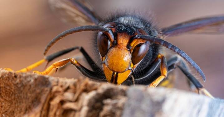 Asian Hornets need to be wiped out before it's too late, warns experts