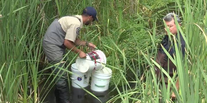 FULL INTERVIEW: Wildlife officials assist in recovery of the Arkansas Darter in Sand Creek
